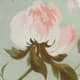 Faune