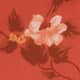 Fleurs corail