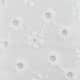 Blanc ajouré